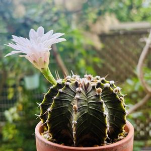 サボテン,牡丹玉,多肉植物,ダイソー,花芽の画像