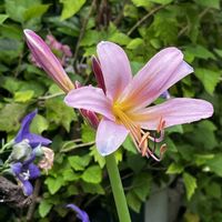 ナツズイセン,ナツズイセン（夏水仙）,ネコ好き,ピンクの花,花のある暮らしの画像