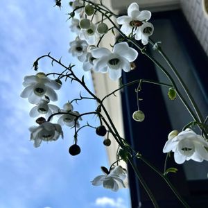 レンゲショウマ,山野草,花のある暮らし,湿度上がれ,平和を願う☆の画像