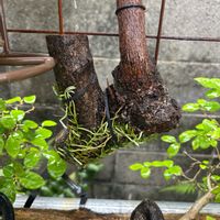 ムカデラン,盆栽,ラン科,山野草,野草の画像