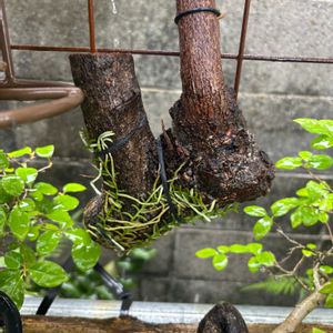 ムカデラン,盆栽,ラン科,山野草,野草の画像