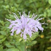 フロックス,モナルダ,バーガンディ･アイスバーグ,ネコのいる暮らし,花と緑のある暮らしの画像