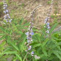 コリウス,セイヨウニンジンボク,バラ,癒される,夏の花の画像