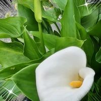 アロエ,カラー,ノウゼンカズラ,不夜城,凌霄花の画像