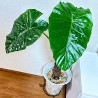 クワズイモの画像