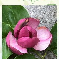 モクレン,大きな花,個性的,ウォーキングの楽しみの画像