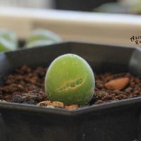ムイリア ホルテンセ,メセン,コノフィツム属,タニラー,その他部屋の画像