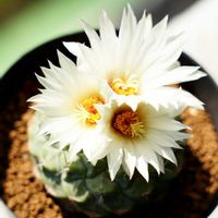 サボテン,菊水,多肉植物,お花,サボテン科の画像
