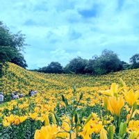 ニッコウキスゲ,ヘメロカリス,スカシユリ,マンシュウキスゲ,マンシュウキスゲの画像