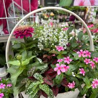 寄せ植えの画像
