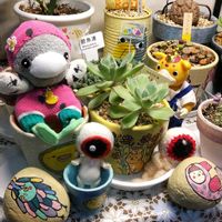 ヒマワリ,リトープス,つぶつぶ屋さんひよこ,ブースカ,繋がりに感謝✨の画像