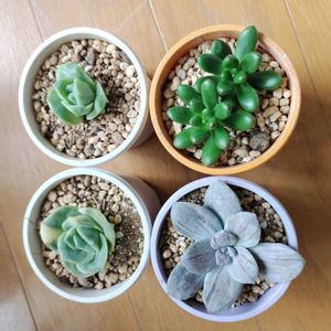 スーパーバム,ラブリーローズ錦,ラブリーローズ ドロップス,多肉植物,多肉大好きの画像