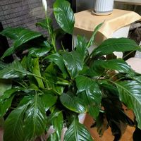 スパティフィラム,カラテア,観葉植物,今年も咲きました,多様性を愛する会の画像