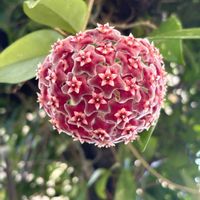 ホヤ・カルノーサ,つる性植物,花のある暮らし,沖縄,おうち園芸の画像