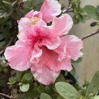 アザレア,ツツジ科,沖縄,ピンクワールドへ ようこそ,庭の画像