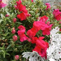 金魚草,寄せ植え,花のある暮らし,お花大好き♡,テラスの画像