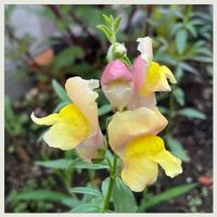シマトネリコ,金魚草,お花大好き♡,復興祈願,今日も笑顔で♡の画像