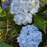 アジサイ,スカビオサ,感謝,花のある暮らし,いつまでもの画像