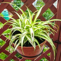 オリヅルラン,観葉植物,ガーデニング,ボタニカルライフ,お庭の植物の画像