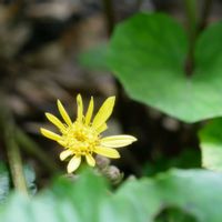 ツワブキ,ミラーレス一眼,季節外れの花,庭の画像