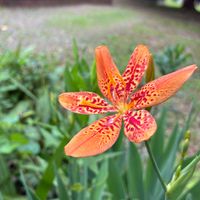 エキナセア,エキナセア,モナルダ,ヒオウギ,ヒメジョオンの画像