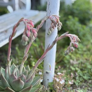 多肉植物,花芽,よくがんばった❗,暑い！,小さな庭の画像
