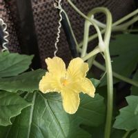 沖縄白苦瓜,プランター菜園,スマホ撮影,野菜遺産,野菜遺産プロジェクトの画像