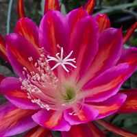 クジャクサボテン,サボテン,サボテンの花,花のある暮らし,さぼてんの花の画像