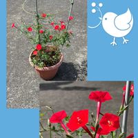 グラジオラス,ルコウソウ,花のある暮らし,お花大好き♡,お散歩ちゃんキーホルダーの画像