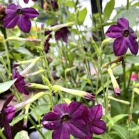 アンゲロニア,ガイラルディア,ニコチアナ(花タバコ),ありがとう♡,感謝♡の画像