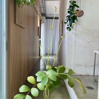 ザミア プミラ,メキシコソテツ,観葉植物,徒長,キキ　ザミアの画像