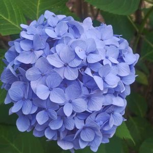 アジサイ,ソテツ,ソテツ,紫陽花　あじさい　アジサイ,紫陽花　あじさい　アジサイの画像