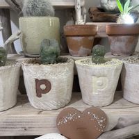 クラサ,ミギウルティヌス,多肉植物,植え替え,リビングの画像