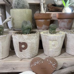 クラサ,ミギウルティヌス,多肉植物,植え替え,リビングの画像
