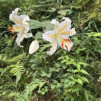 ヤマユリ,コマツナギ,ハエドクソウ,ヌスビトハギ,小さな花の画像