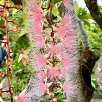サガリバナ,サガリバナ,山野草,お気に入り♡,石垣島の画像