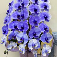 胡蝶蘭,いつもありがとう♡,花日記,しあわせ運べるように,びっくりポン‼️の画像