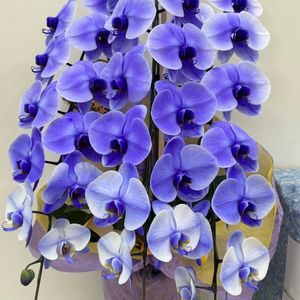 胡蝶蘭,いつもありがとう♡,花日記,しあわせ運べるように,びっくりポン‼️の画像
