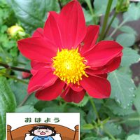 ダリア,赤い花,プランター栽培,あっ火曜日,ダリアの栽培の画像
