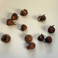 ガジュマル,植物のある暮らし,実生ガジュマル,ほしつながり,たいせつななかま♡の画像