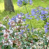 アガパンサス,アベリア,火曜ベンチ♡,球根植物,常緑低木の画像