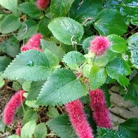 イチゴ,キャットテール,グロリオーサ,ダイモンジソウ,大文字草の画像