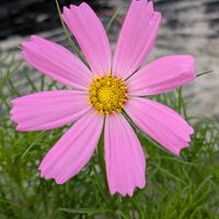 コスモス,お出かけ先の画像