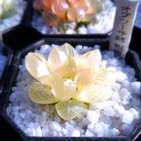 ハオルチア,ハオルチア オブツーサ,多肉植物,ハオルチア属,多肉大好きの画像