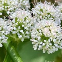 セリ,花のある暮らし,GSに感謝。,幸福,庭の画像