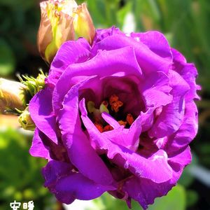 アスター,トルコキキョウ,種まき,花のある暮らし,お花を楽しむの画像