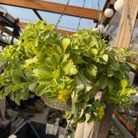 キリンソウ,セダム(キリンソウ)セルスキアナム,多肉植物,セダム属,ガーデニングの画像