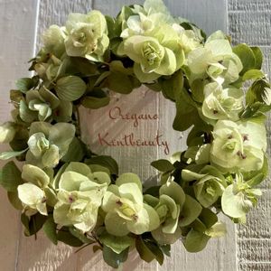 アナベル,オレガノケント・ビューティー,ドライフラワー,花のある暮らし,アナベルドライの画像