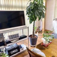 パキラの画像