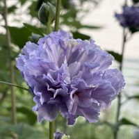 ムクゲ,ムクゲ 紫玉,ナチュラルガーデン,花木,お庭の花たちの画像
